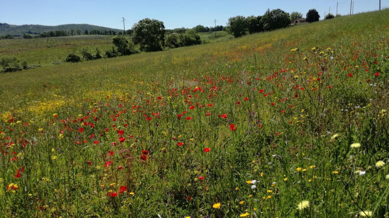 Agriturismo Cavallin Del Papa Capalbio Zewnętrze zdjęcie